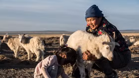 Len cashmere: Hướng đi mới nào cho ngành xuất khẩu hàng đầu của Mông Cổ