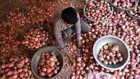 Một người bán đang phân loại hành tây tại chợ rau ở thành phố New Delhi, Ấn Độ