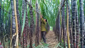 Công ty Cổ phần Mía đường Sơn La (mã chứng khoán: SLS)