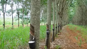 Công ty cổ phần Cao su Tân Biên (mã chứng khoán: RTB)