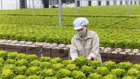 Top 10 loại rau tốt nhất thế giới gọi tên “xà lách”