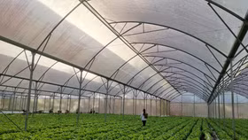 Xà lách mỡ tại WinEco