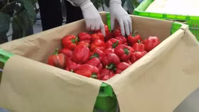 Bật mí về loại ớt không cay, giàu vitamin C hơn cả cam