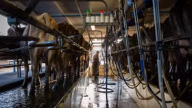  Kinh tế Trung Quốc suy thoái rõ nhất ở các trang trại bò sữa... New Zealand