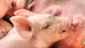 Tỉnh Hưng Yên, Thái Nguyên và Thái Bình ghi nhận mức cao nhất 64.000 đồng/kg