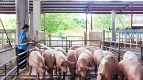 Bộ Nông nghiệp và Phát triển nông Thôn đang xây dựng và ban hành tiêu chí mô hình vùng an toàn dịch bệnh tập trung đầu tiên ở vùng Đông Nam Bộ