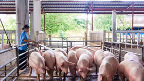 Bộ Nông nghiệp và Phát triển nông Thôn đang xây dựng và ban hành tiêu chí mô hình vùng an toàn dịch bệnh tập trung đầu tiên ở vùng Đông Nam Bộ