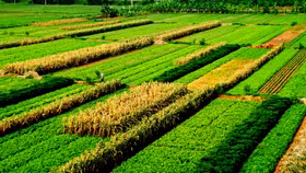 GDP ngành nông nghiệp năm 2023 đạt 3,83%