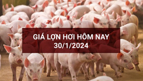 Giá lợn hơi cả nước quay đầu tăng 1.000 – 3.000 đồng/kg