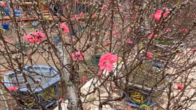 Theo phản hồi các tiểu thương bán đào Tết nhận được, giá đào năm nay rẻ hơn so với các năm trước