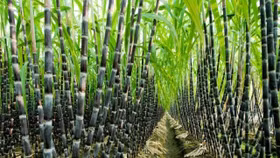 Vị ngọt của ngành mía đường Việt Nam