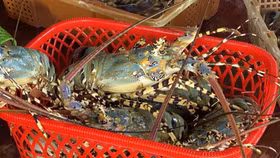 Xuất khẩu tôm hùm tăng mạnh trong 2 tháng đầu năm