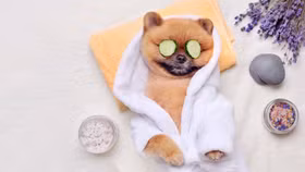 Chi phí chăm sóc thú cưng tại Anh tăng nhanh hơn cả lạm phát 