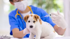 Cách chủ động phòng, chống bệnh dại