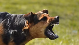 Nhiều địa phương có tỷ lệ tiêm phòng dại cho chó mèo dưới 10%