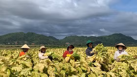 Tập đoàn BAT đã giảm hơn 30% lượng phát thải nhà kính trong phạm vi 1 và 2