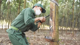 Cao su Việt Nam hưởng lợi từ chuyển đất cao su thành đất khu công nghiệp