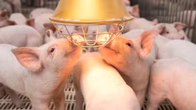 Heo hơi sốt giá, sóng cổ phiếu ngành chăn nuôi có hình thành?
