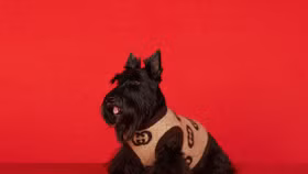 Khám phá thế giới hàng hiệu thú cưng