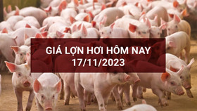 Giá lợn hơi ngày 17/11: Đi ngang tại miền Trung và miền Nam, miền Bắc tăng nhẹ