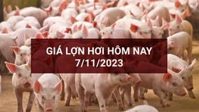 Giá lợn hơi (7/11) có mức tăng, giảm cao nhất 2.000 đồng/kg