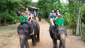 Mặt tối đằng sau ngành du lịch cưỡi voi tại Thái Lan