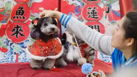 Người dân đưa thú cưng đi chụp ảnh năm mới tại Cát Lâm, Trung Quốc