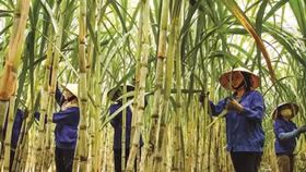 Doanh nghiệp mía đường đồng loạt “cài số lùi” cho kế hoạch kinh doanh 