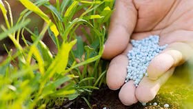 Trung Quốc hạn chế xuất khẩu phân ure, cổ phiếu phân bón tăng rực rỡ