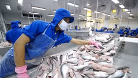 Chờ đợi thị trường thuỷ sản Việt được mở thẻ vàng "IUU"
