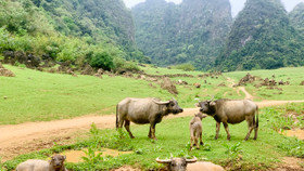 Trà Lĩnh Cao Bằng