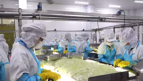 Thị trường sản phẩm nha đam được dự báo tăng trưởng ở mức 20% trong thời gian tới