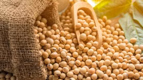 Giao dịch thị trường nông sản “đỏ rực” do đâu? 