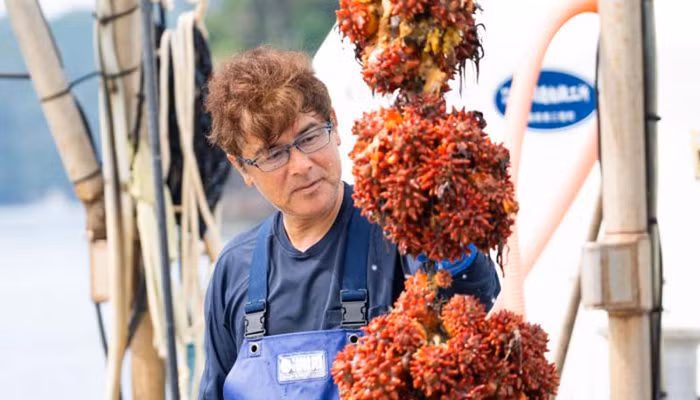 Nghịch lý “càng xấu càng đắt”, sâm biển có giá đến 68 triệu đồng/kg-3