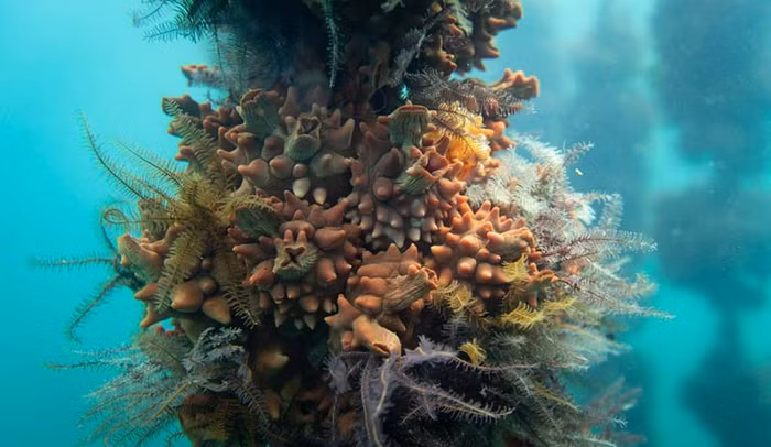 Nghịch lý “càng xấu càng đắt”, sâm biển có giá đến 68 triệu đồng/kg-4