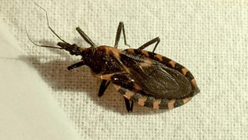 Bệnh Chagas do vết cắn của bọ xít hút máu Triatoma gây ra