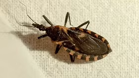 Bệnh Chagas do vết cắn của bọ xít hút máu Triatoma gây ra