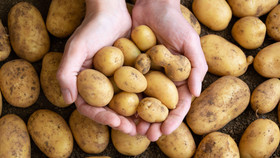 Thói quen khiến khoai tây nhanh hỏng hơn