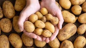 Thói quen khiến khoai tây nhanh hỏng hơn