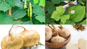 Cảnh báo từ ngành y tế về độc tính của hạt củ đậu