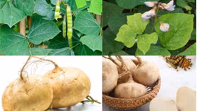 Cảnh báo từ ngành y tế về độc tính của hạt củ đậu