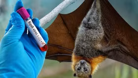 Bộ Y tế phát cảnh báo trước nguy cơ virus Nipah xâm nhập