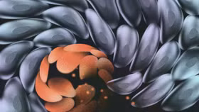 Những nghiên cứu gần đây cho thấy cơ thể có thể tự kiểm soát các tế bào ung thư nguy hiểm nếu biết cách hỗ trợ các tế bào khỏe mạnh