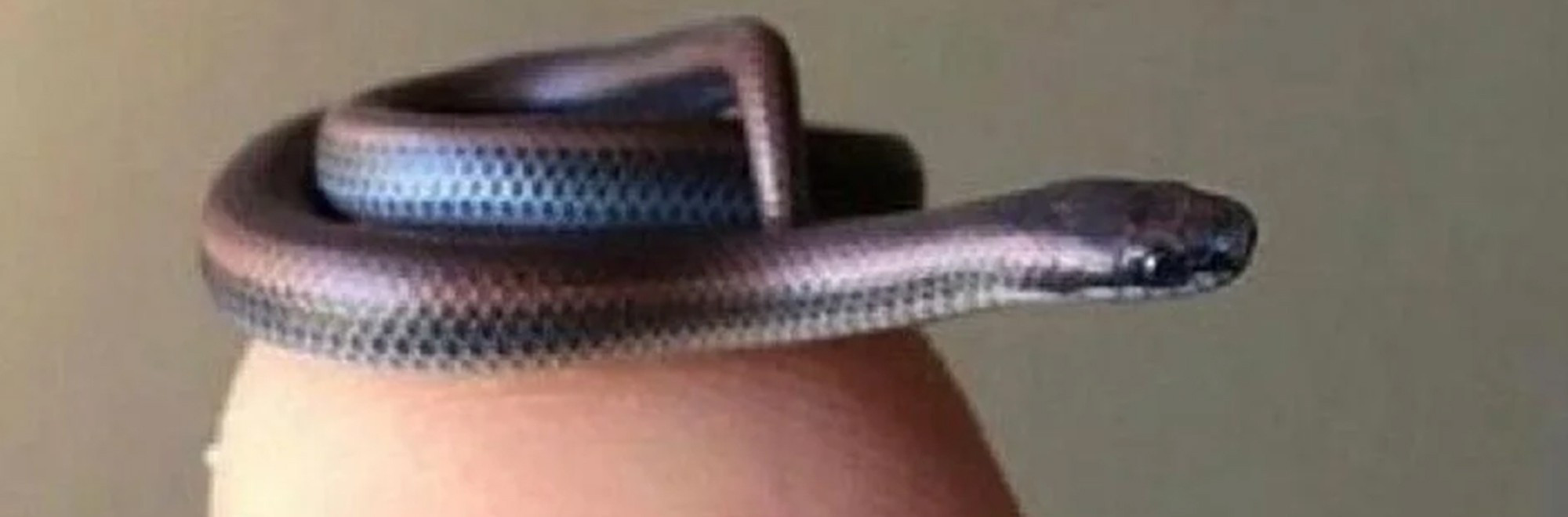 ran-leptotyphlops.jpg