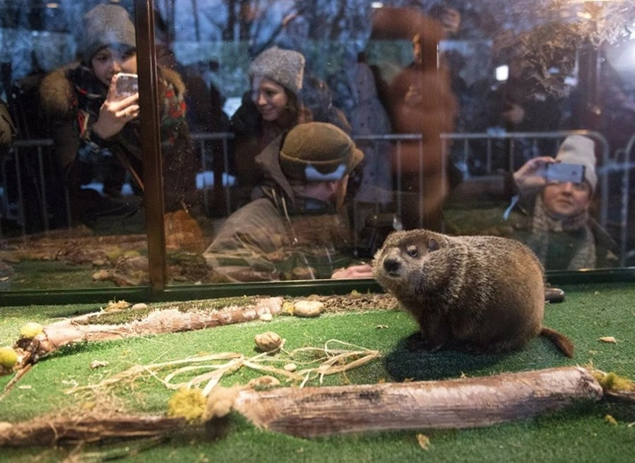 chuot-chui.jpg