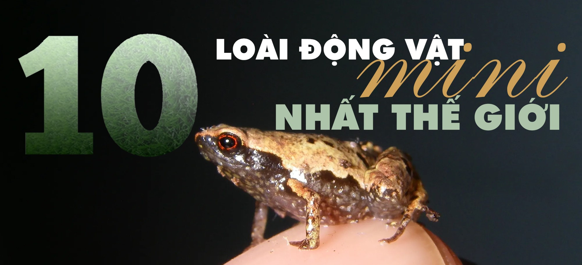 10-loai-dv-mini.jpg