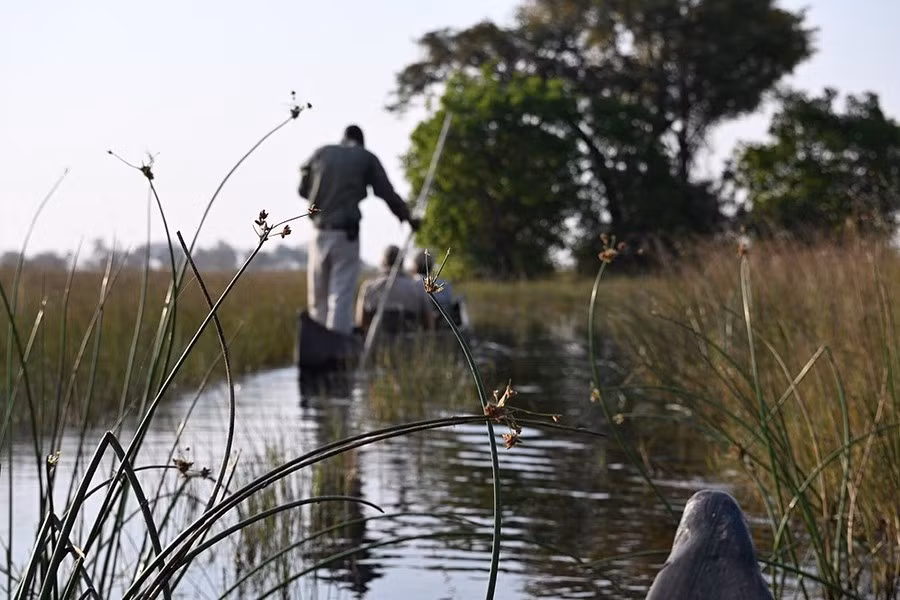 dong-co-okavango-botswana-2.jpg