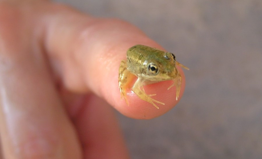 ech-paedophryne-amauensis.jpg