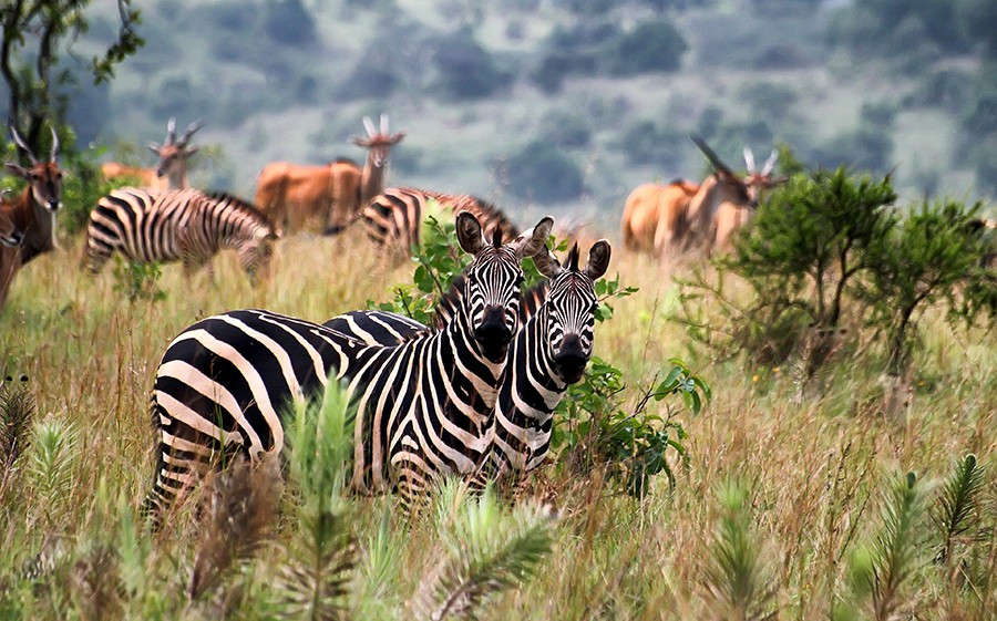 vuon-quoc-gia-akagera-rwanda-1.jpg