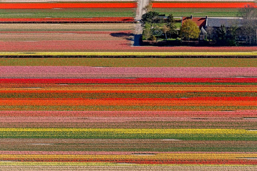 hoa-tulip.jpg